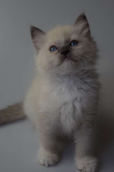 Котята Регдолл в Москве фото 25