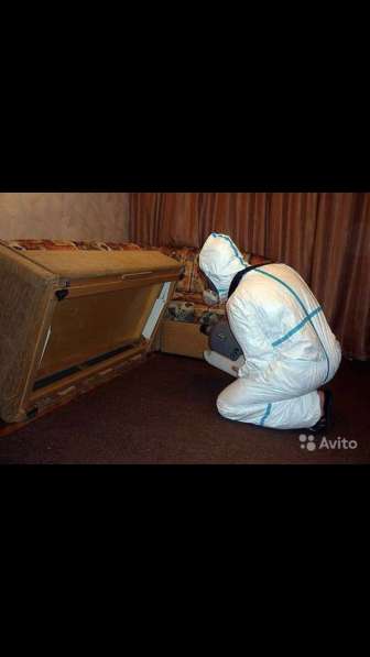 Уничтожение насекомых в Калининграде