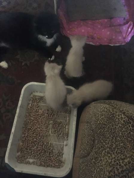 Котята в добрые руки в Туле фото 4