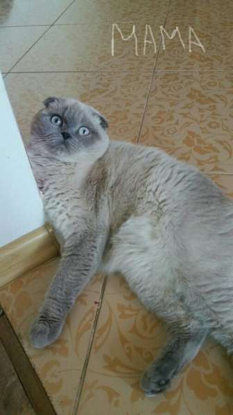 Шотландские котята в фото 4
