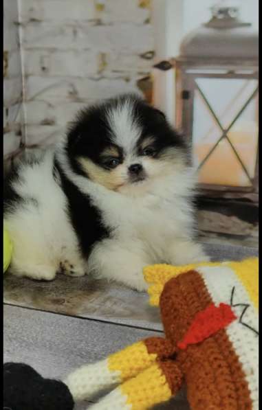 Pomeranian spitz. Very beautiful baby в 