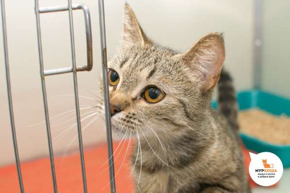 Кошечка Шармель ищет дом в Москве