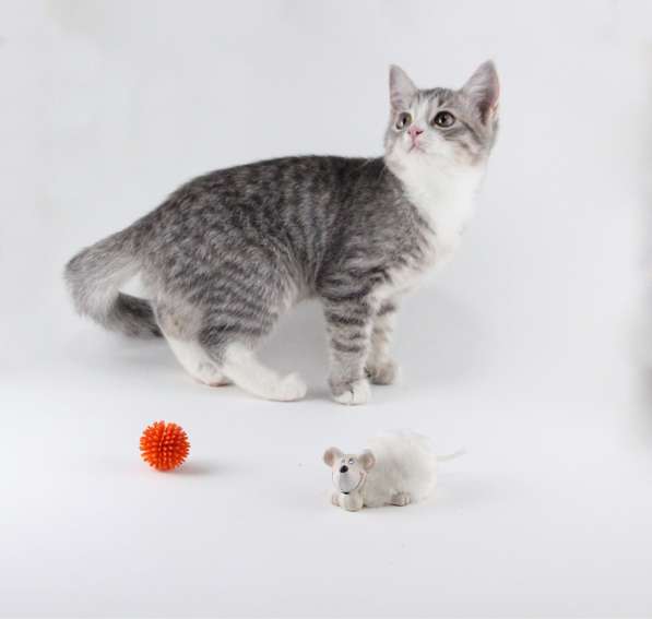 Отдам котят в добрые руки в Москве фото 10