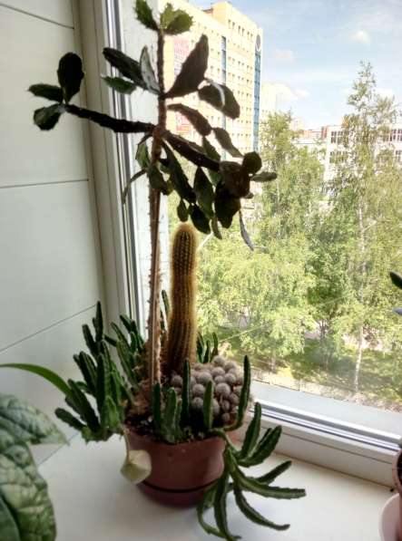 Растения для дома и офиса в Новосибирске фото 10