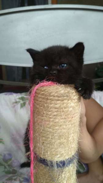 Шотландские котята в Нальчике фото 5