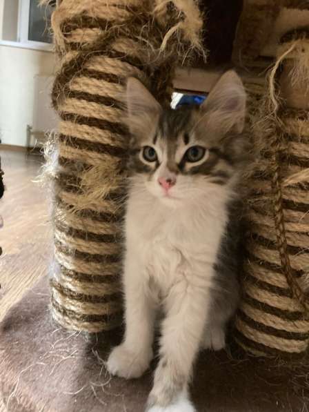 Котёнок девочка в Москве фото 5