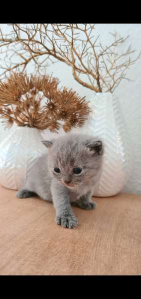 BKH Kitten Verkäufer в фото 11