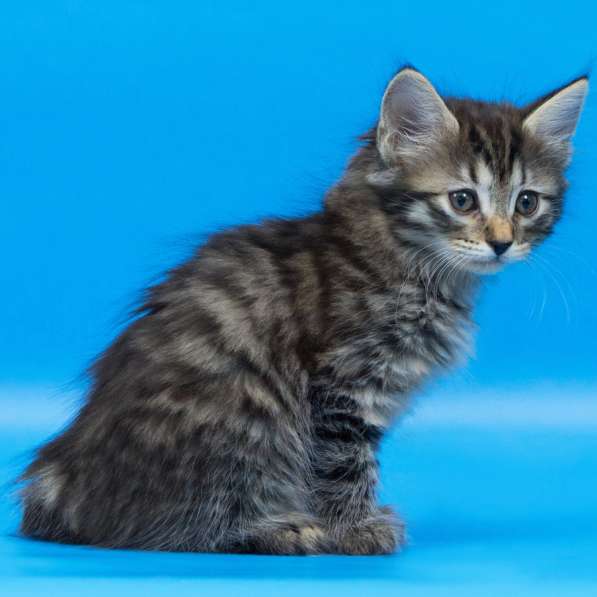 Котята курильского бобтейла в Пензе фото 6