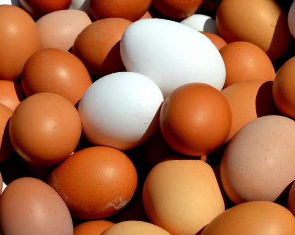 Продаем яйца куриные, индюшиные, цесаринные