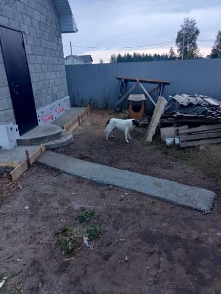 Продам щенков в Ульяновске