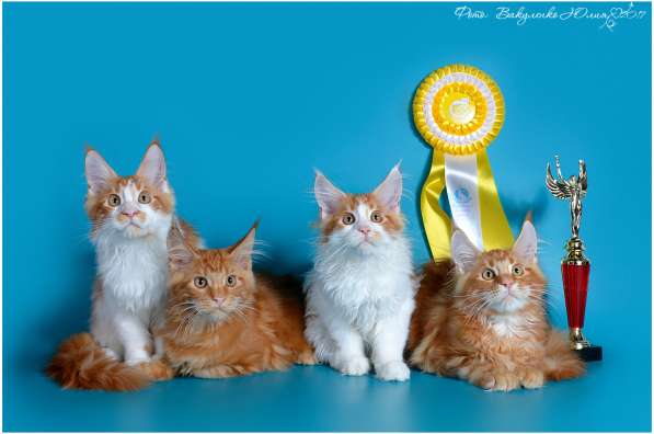 Мейн куны Мальчики и девочки с документами в Краснодаре фото 10