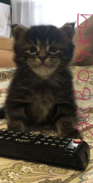 Котята мейн-кун в Новосибирске фото 27