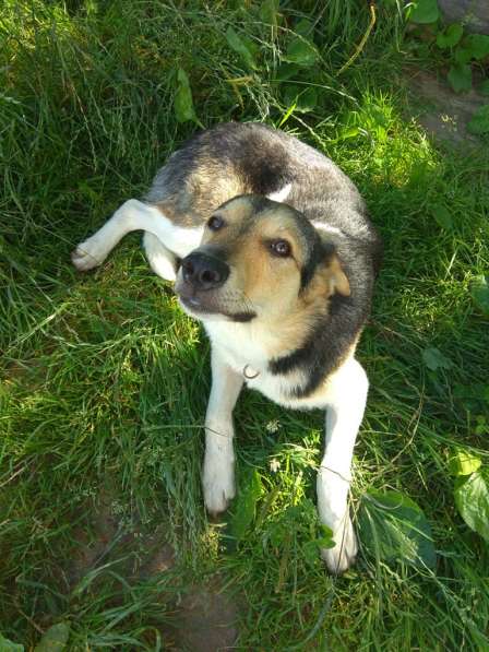 Собака, щенок в дар, в добрые руки в фото 10