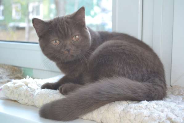 котенка шоколадного в Хабаровске фото 8
