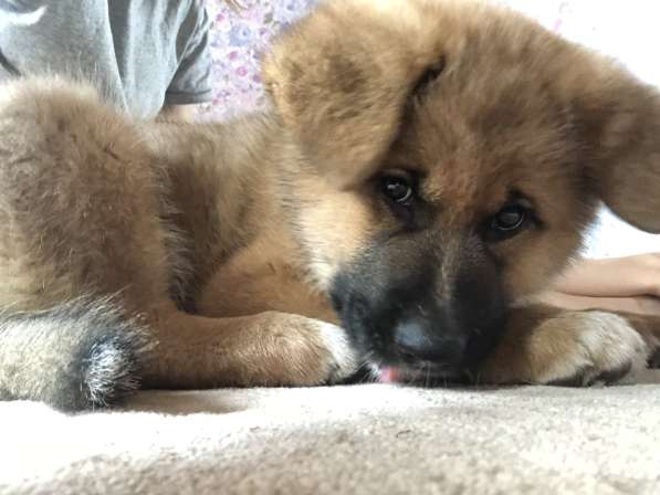 Продаю щенков немецкой овчарки зонарного окраса в Самаре фото 15