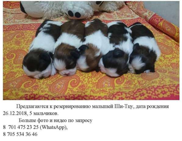 Продам щенков Ши-тцу в фото 6