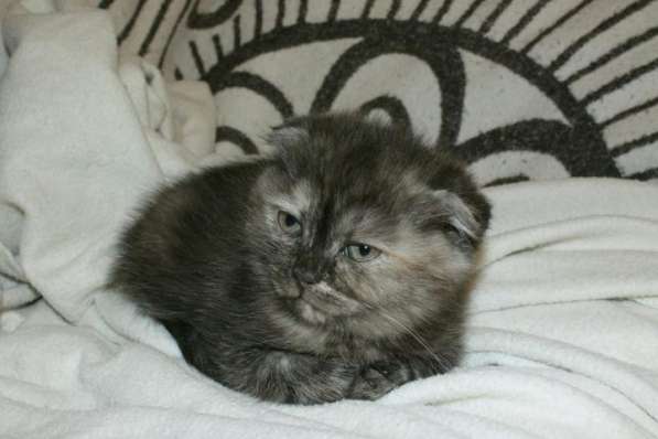 Шотландская вислоухая Скоттиш фолд в Москве фото 4