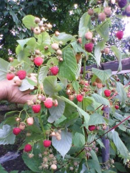 Продам малину свежую ягоду Луганске, созревает 1,5 кг в день