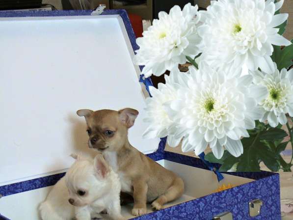 Мини девочка чихуахуа РКФ в Челябинске фото 10