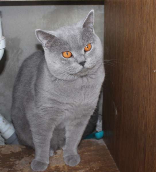 Британский мальчик в фото 5