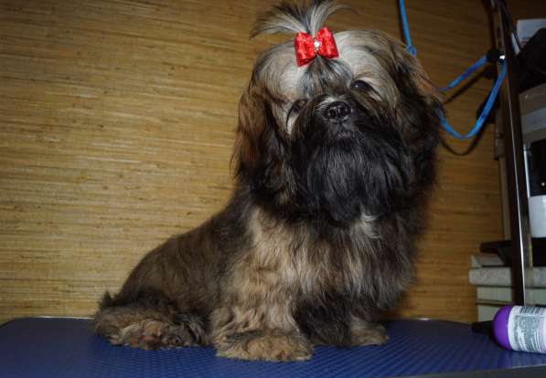 Малышка Ши-тцу в Саратове фото 5
