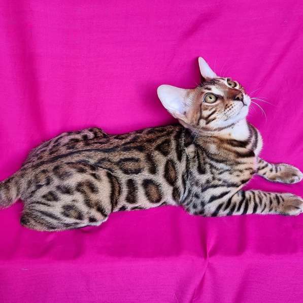 Продается чистокровный бенгальский котенок в фото 8