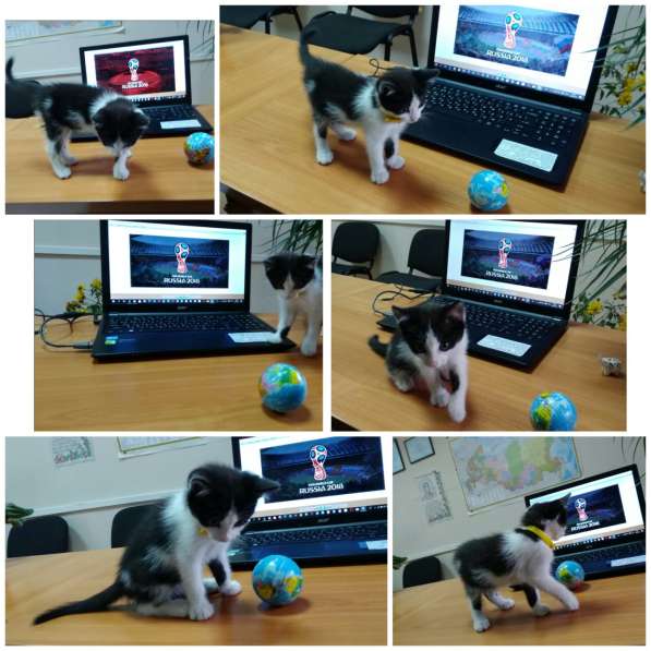 Кошечка Фифа в добрые руки в Ставрополе фото 20