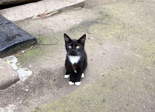 Малыш Маркизик. Котенок в добрые руки в Москве