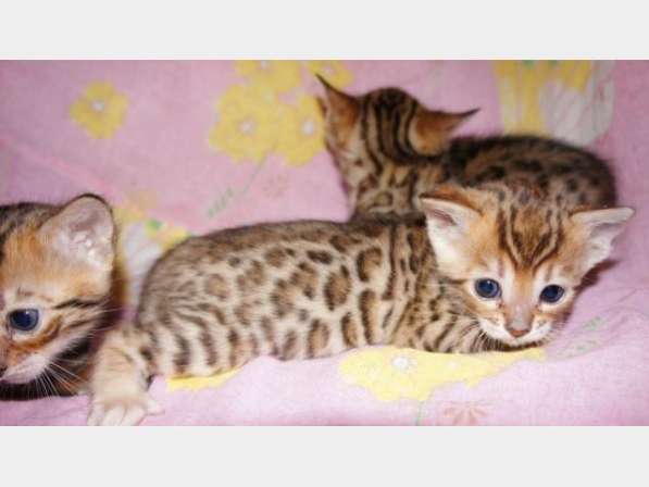 Бенгальские котята в фото 3