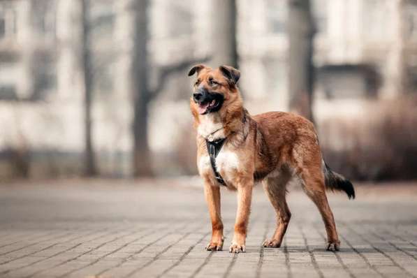 Солнечный Марти ищет дом в Москве фото 17