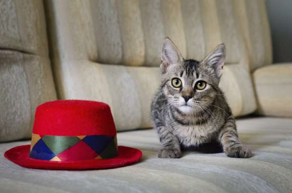 Котёнок в дар в фото 14