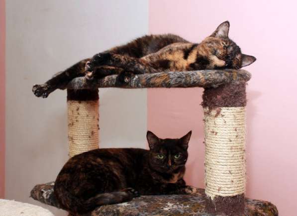 Котенок в добрые руки. Крошка пеструшка в Калуге фото 49