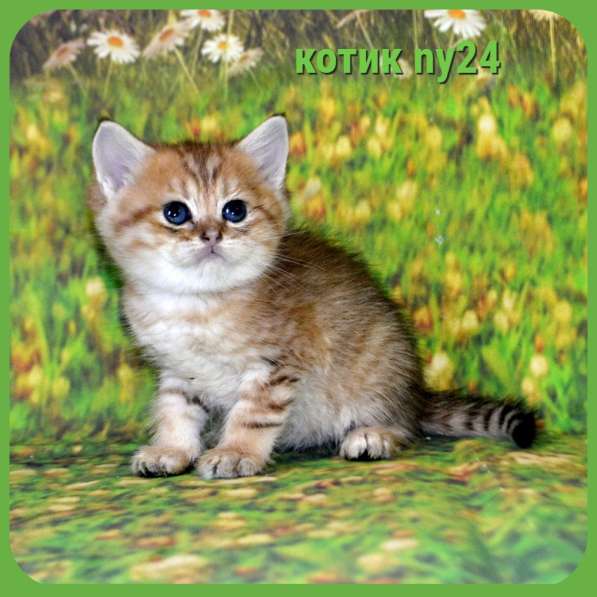 Золотой мальчик ny11 в Москве фото 5