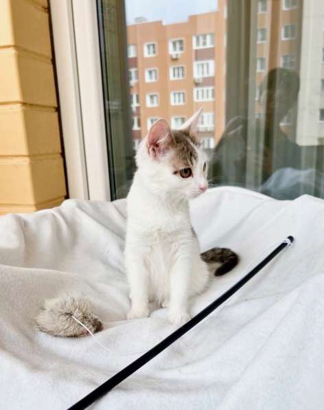 Котёнок Лилу в поисках счастья, в добрые руки в Москве фото 6