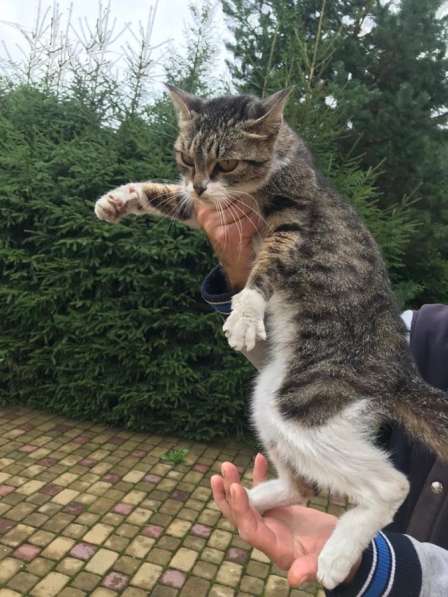 Кошечка в добрые руки в Екатеринбурге фото 8