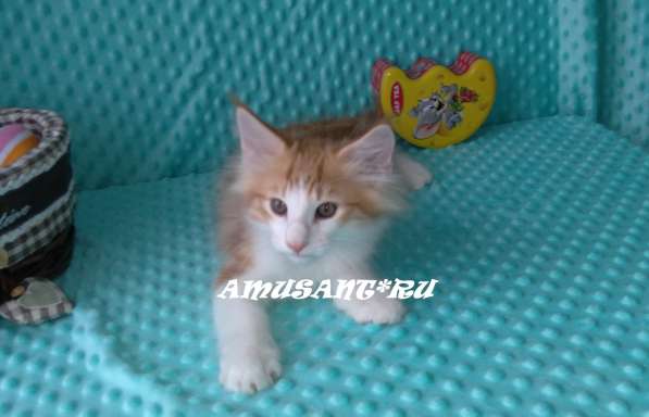 Чистокровные Норвежская Лесная Санкт-Петербург