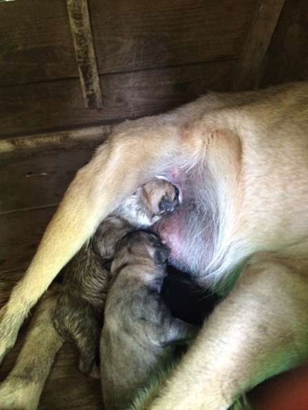Сегодня на свет появились! 6 щенят хотят найти свой дом в Кинели