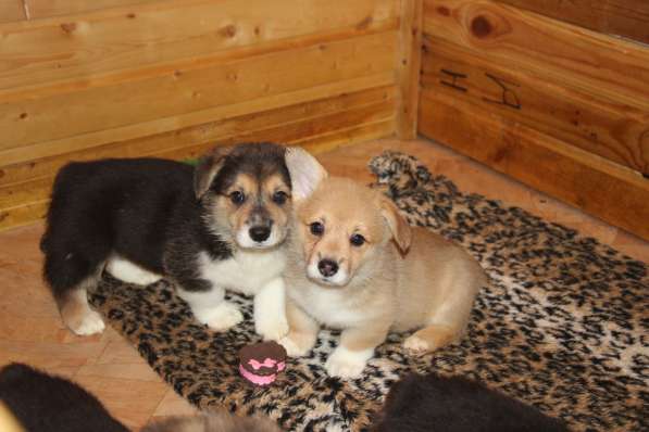 Щенки вельш корги пемброк в Санкт-Петербурге фото 7