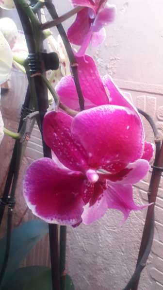 Орхидея в Самаре фото 4