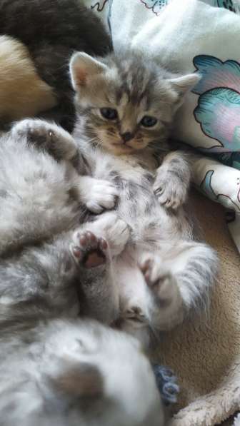 Шотландские котята в Воронеже фото 5