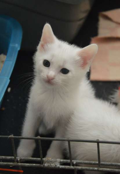 Белоснежные Барсы/котята в добрые ручки в фото 8