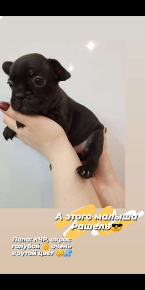 Щенки французский бульдог в Владимире фото 17