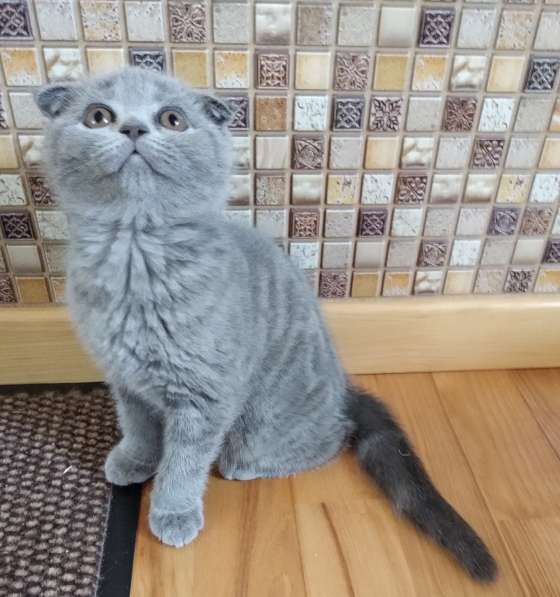 Продажа шотландцев в фото 6