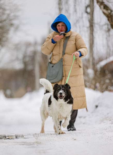 Пушистая собака Снежа в добрые руки в Москве фото 11