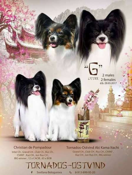 Щенок континентального той спаниеля (папийон) в Казани