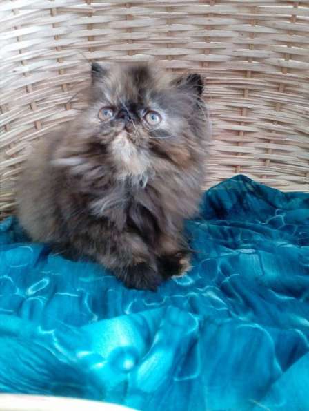 Породные котята! в фото 4