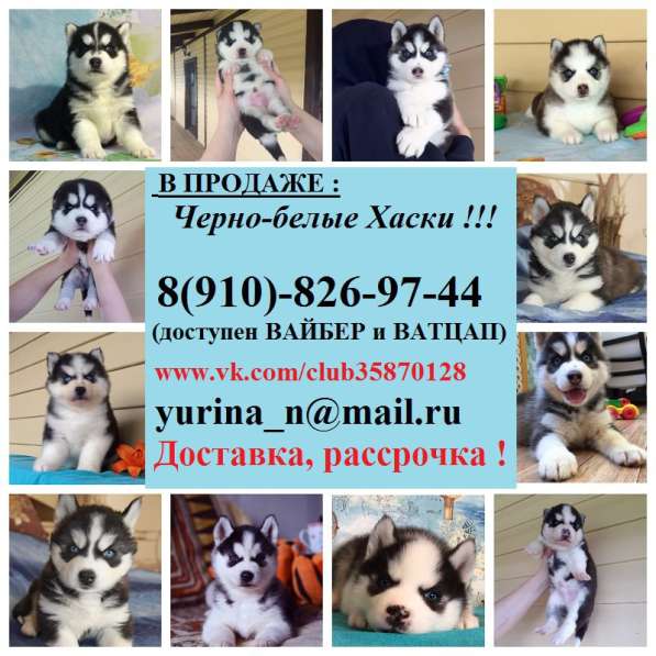 Щеночки Хаски Очень красивые. разные окрасы
