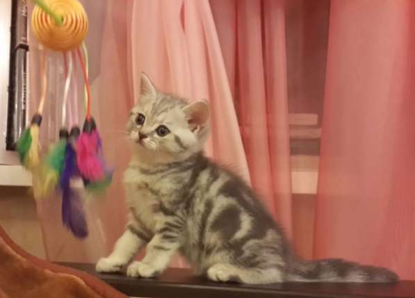 Шотландские котики к/ш