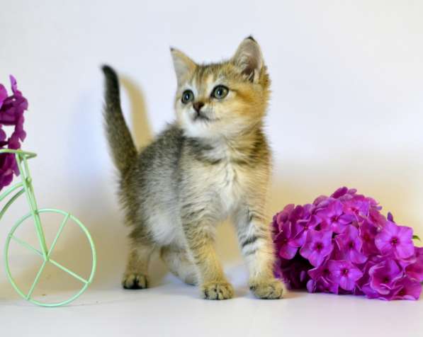 Шотландские котята, цена снижена в Москве фото 20