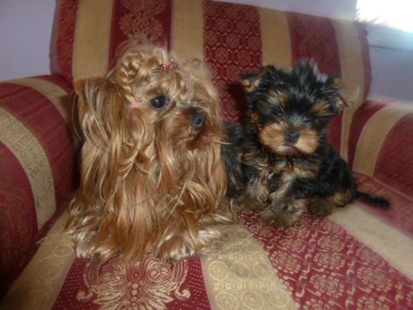 Элитные собачки в Балаково фото 17